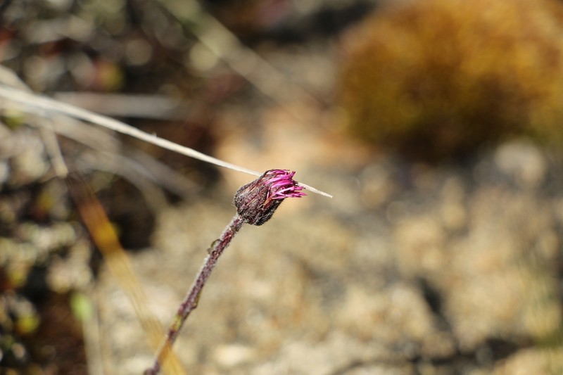 Erigeron ecuadoriensis photo 5