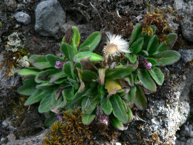 Erigeron ecuadoriensis photo 6