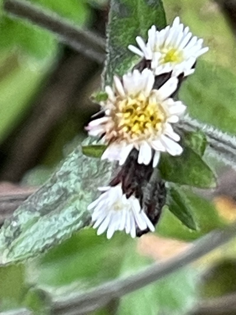 Erigeron ecuadoriensis photo 7