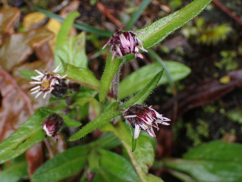 Erigeron ecuadoriensis photo 8