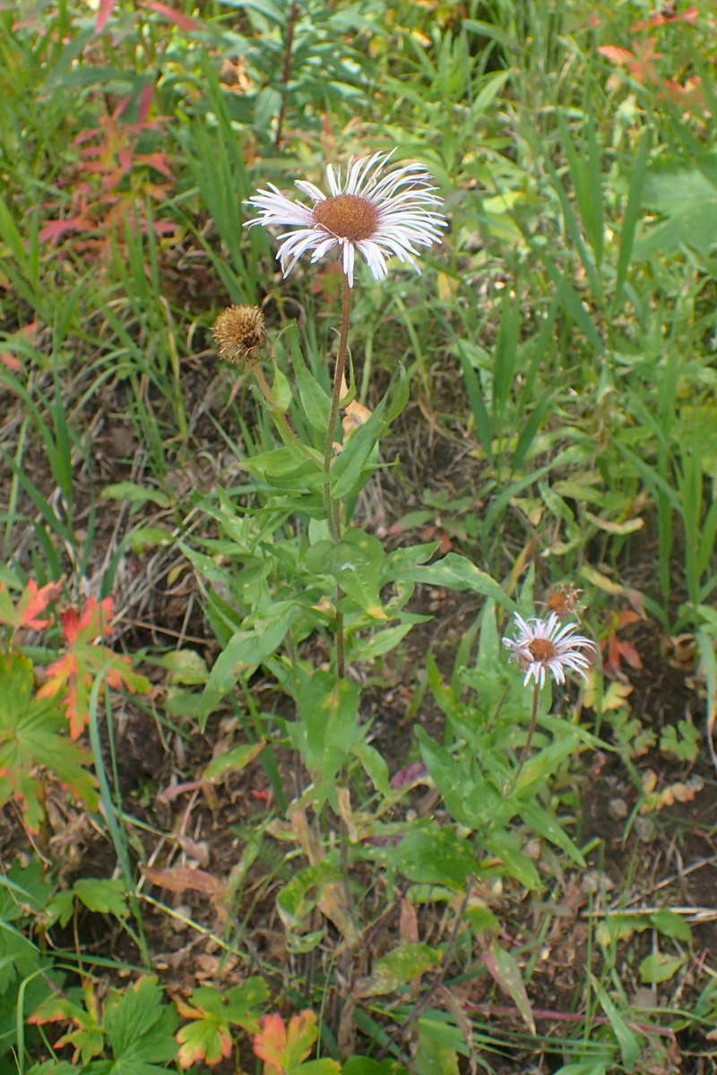 Tall Fleabane
