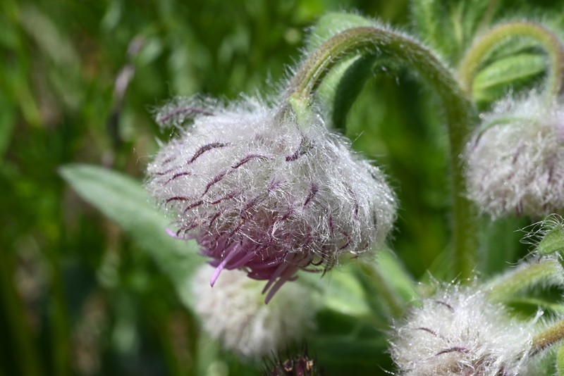 Tall Fleabane