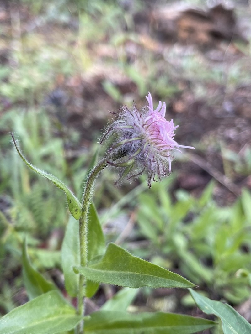 Tall Fleabane photo 2