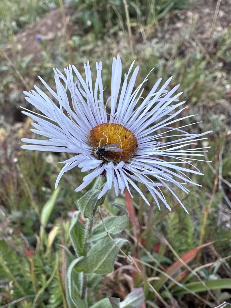 Tall Fleabane photo 3