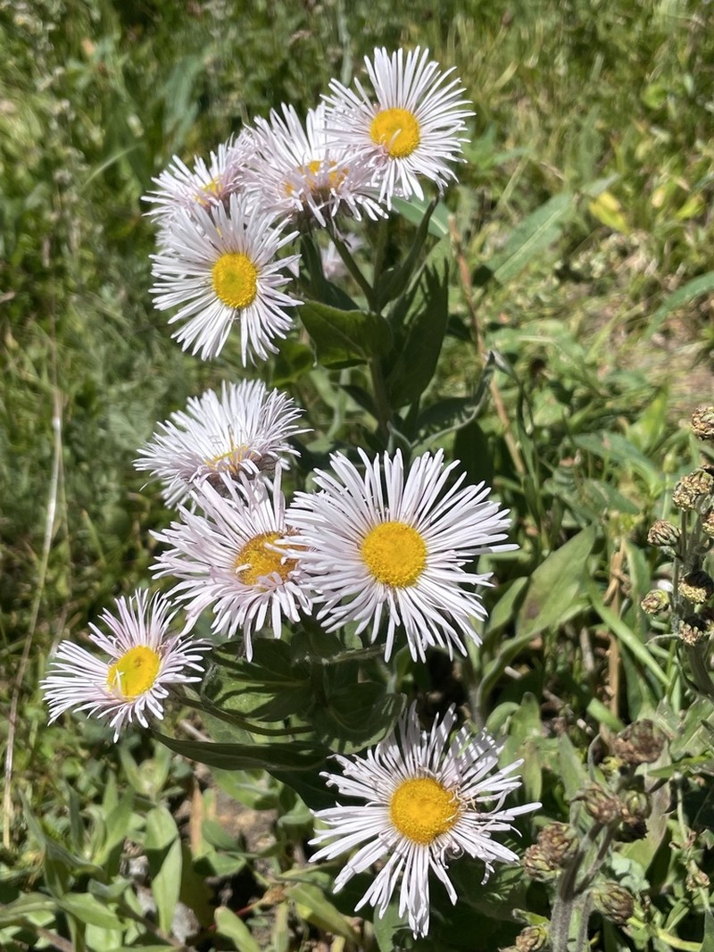 Tall Fleabane photo 4