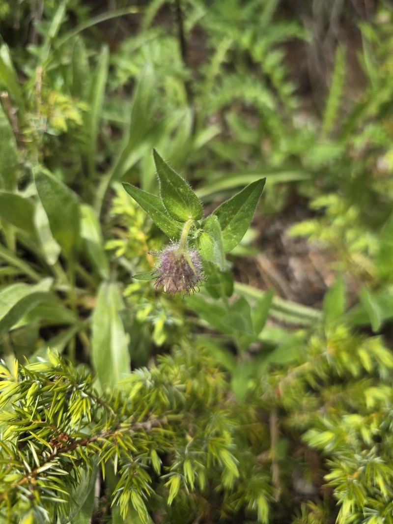 Tall Fleabane photo 5