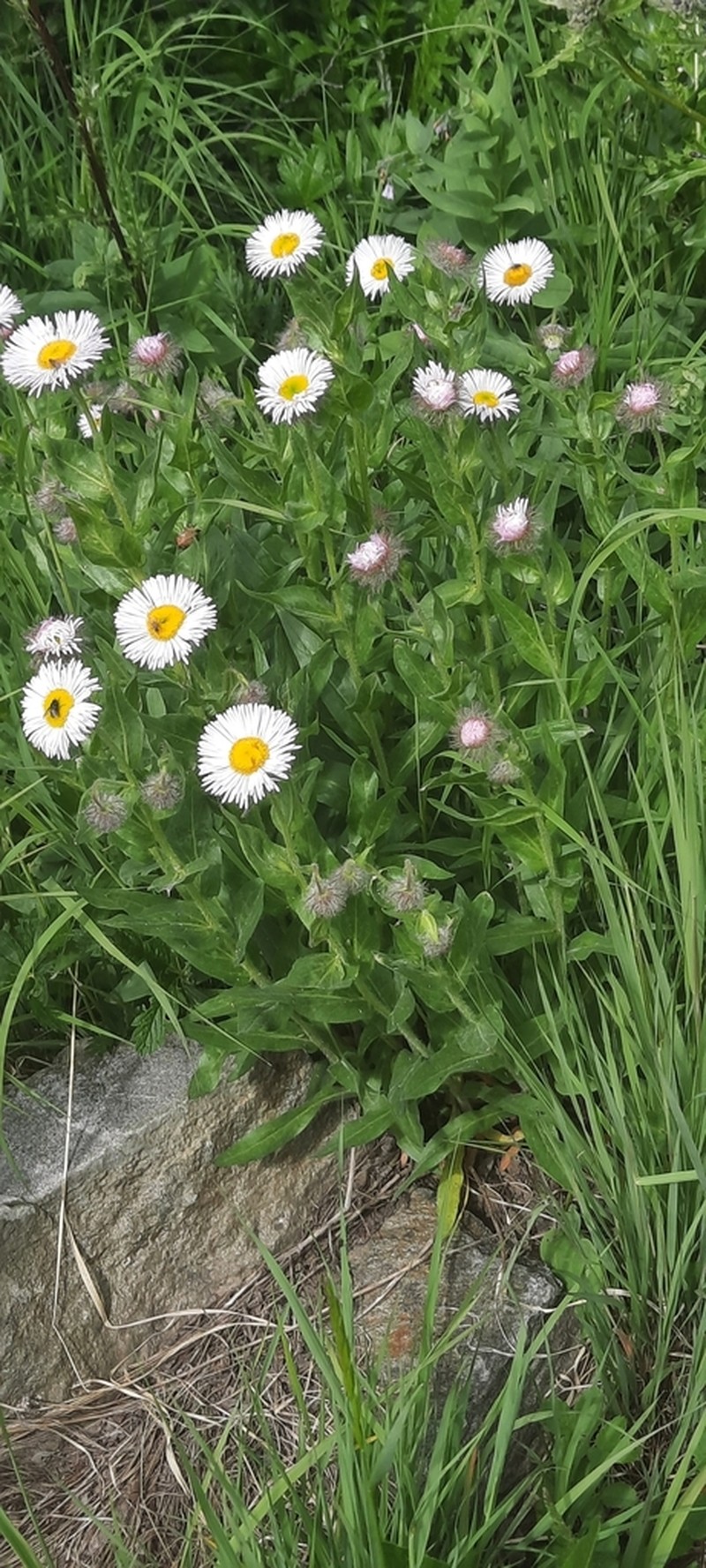 Tall Fleabane photo 6