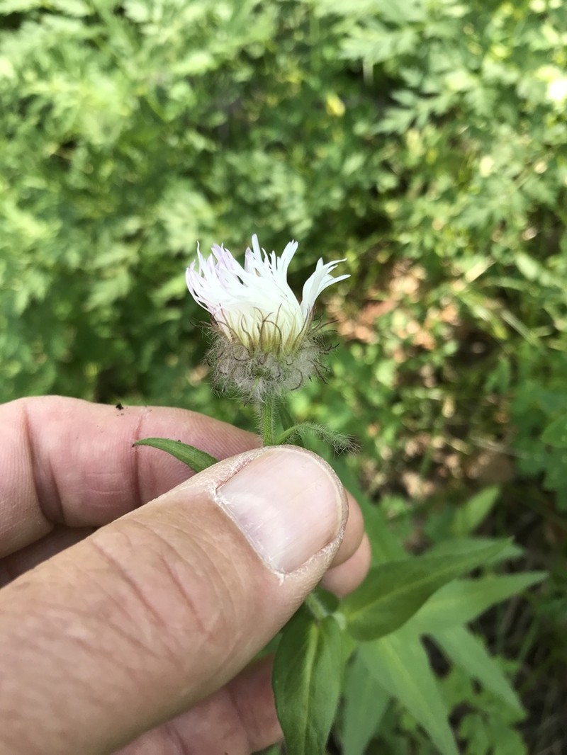 Tall Fleabane photo 7