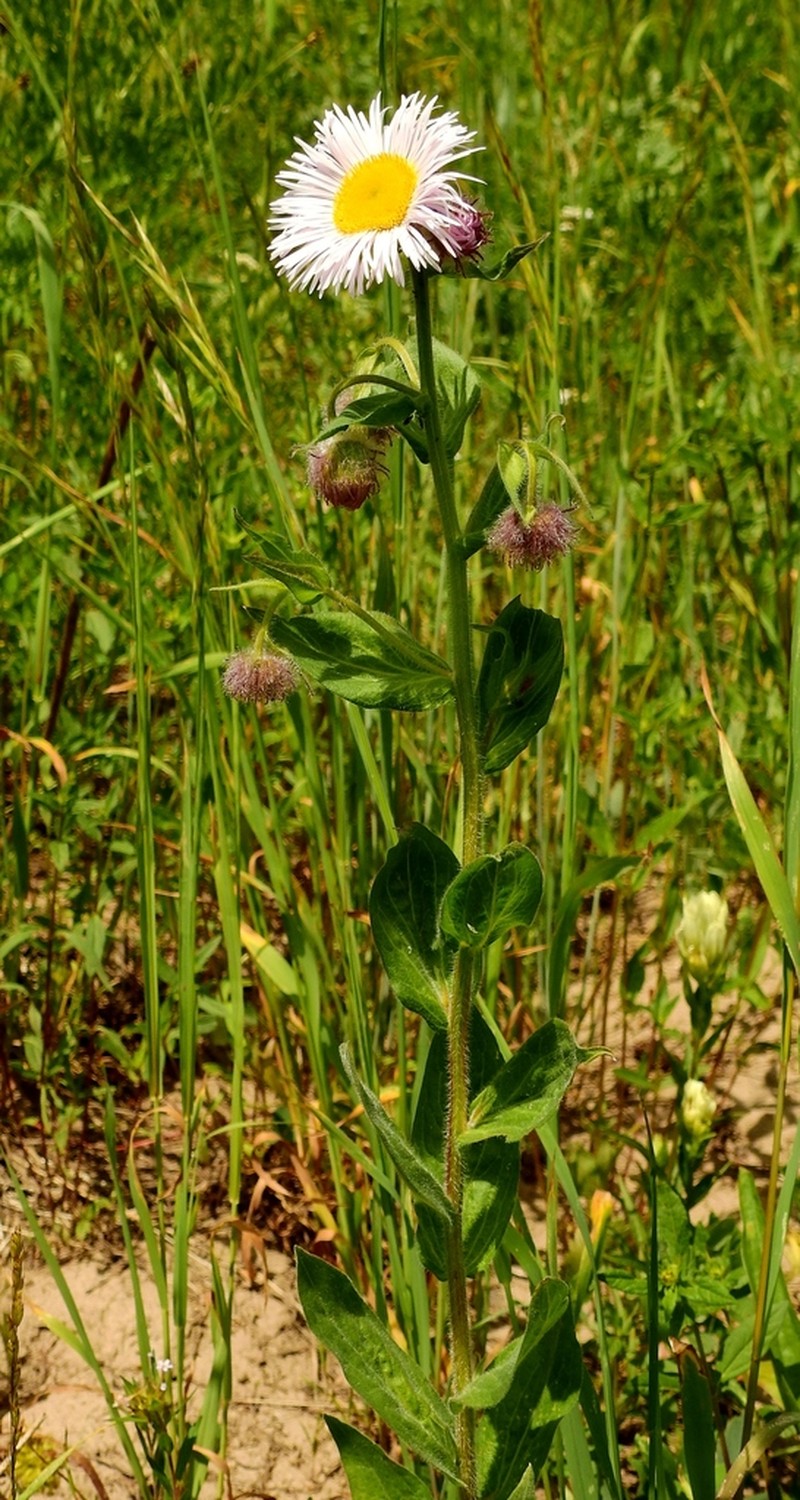 Tall Fleabane photo 8