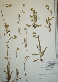 Swamp Boreal-Daisy