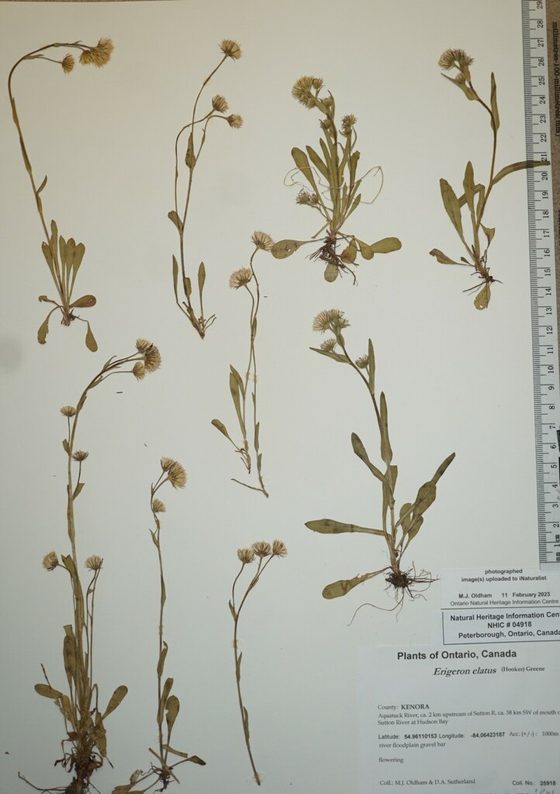 Swamp Boreal-Daisy