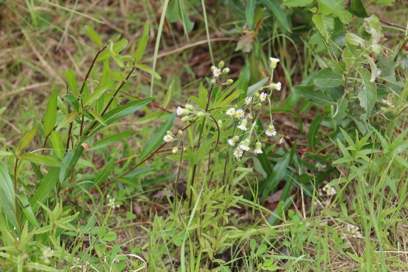 Swamp Boreal-Daisy photo 2