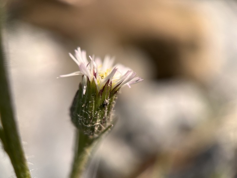 Swamp Boreal-Daisy photo 4