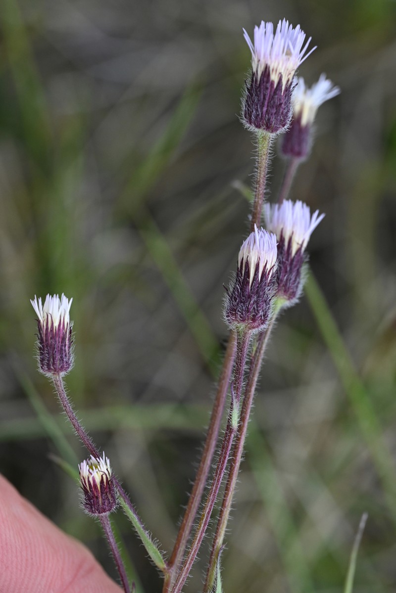 Swamp Boreal-Daisy photo 5