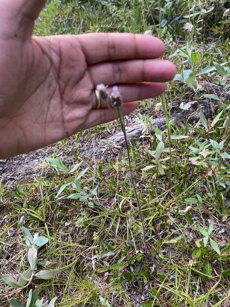 Swamp Boreal-Daisy photo 6