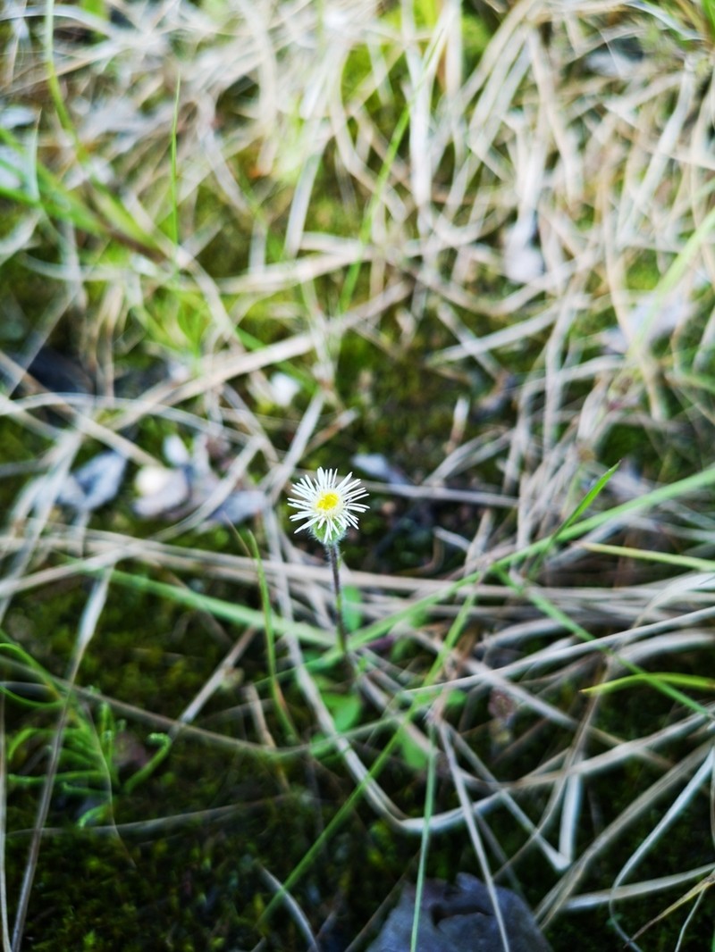 Swamp Boreal-Daisy photo 7