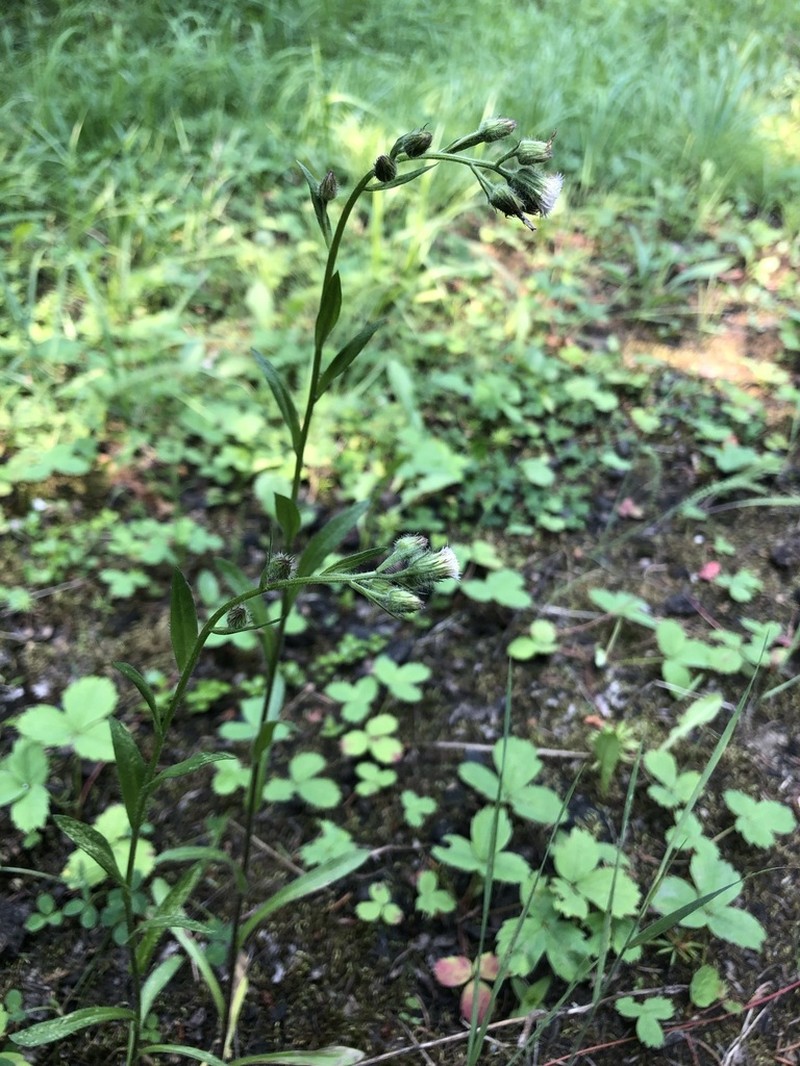 Swamp Boreal-Daisy photo 8