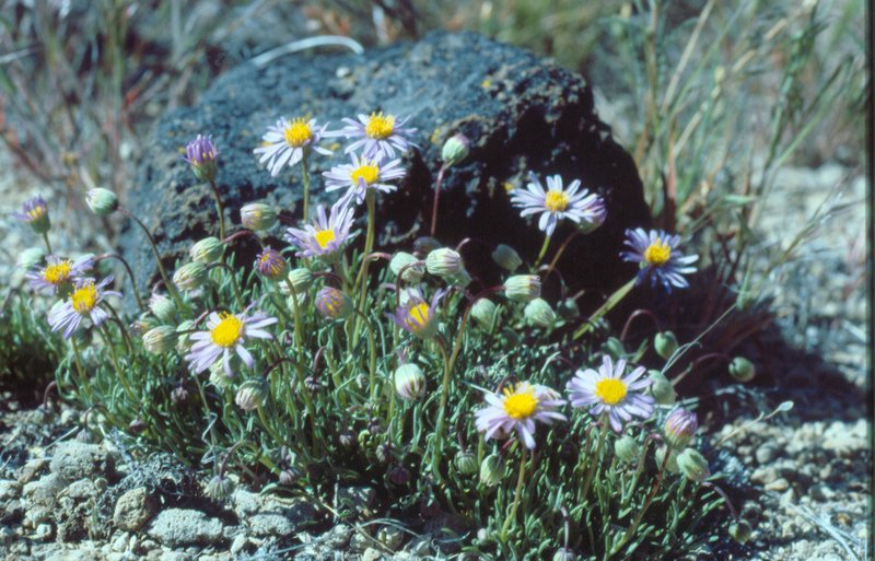Blue Dwarf Fleabane