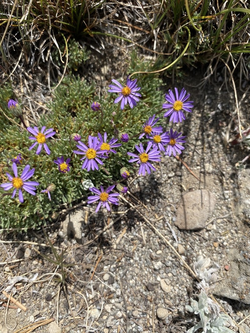 Blue Dwarf Fleabane