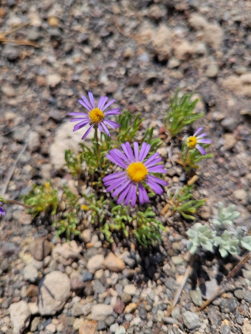 Blue Dwarf Fleabane photo 2