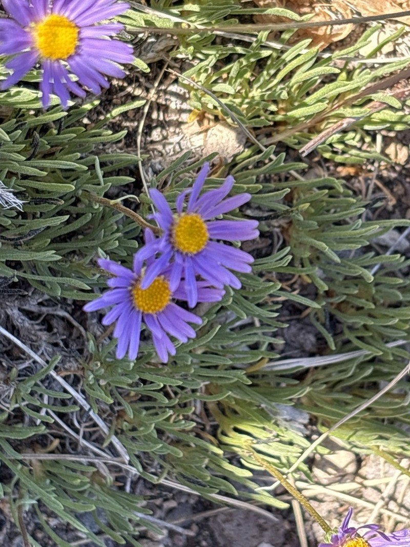 Blue Dwarf Fleabane photo 3