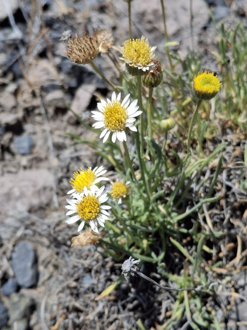 Blue Dwarf Fleabane photo 4