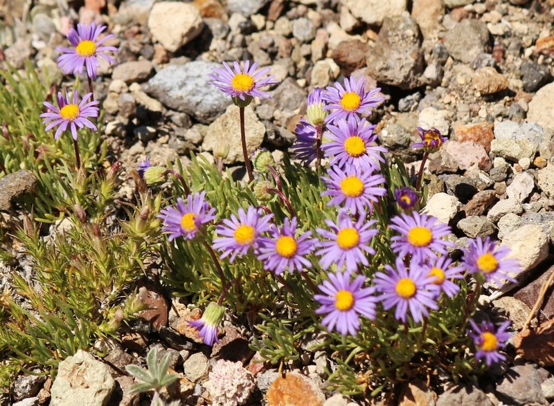 Blue Dwarf Fleabane photo 5