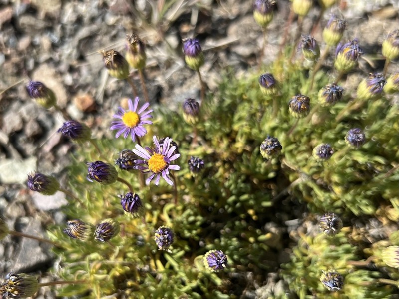 Blue Dwarf Fleabane photo 6