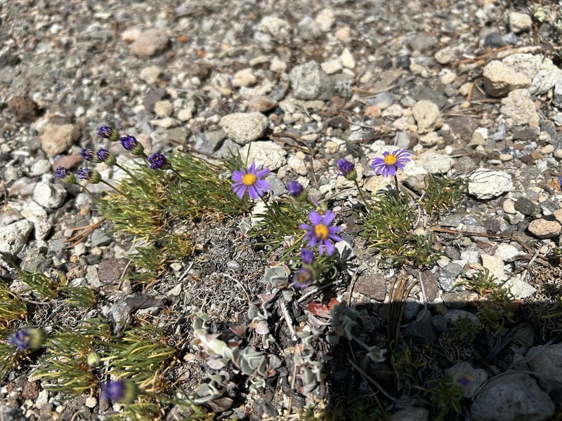 Blue Dwarf Fleabane photo 7