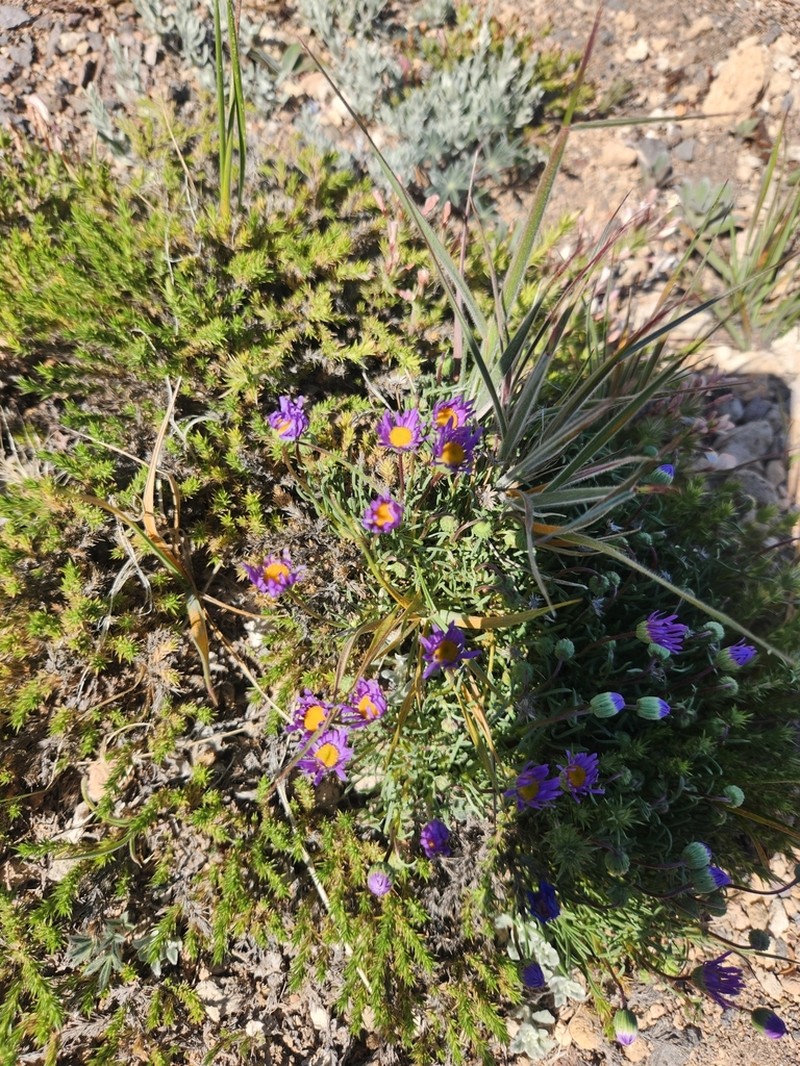 Blue Dwarf Fleabane photo 8