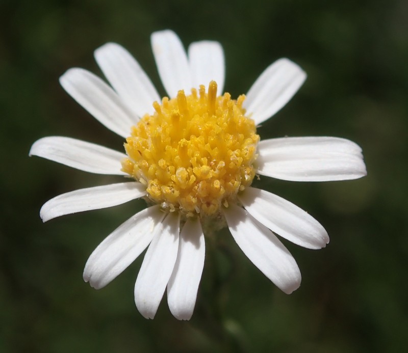 Elmer's Erigeron
