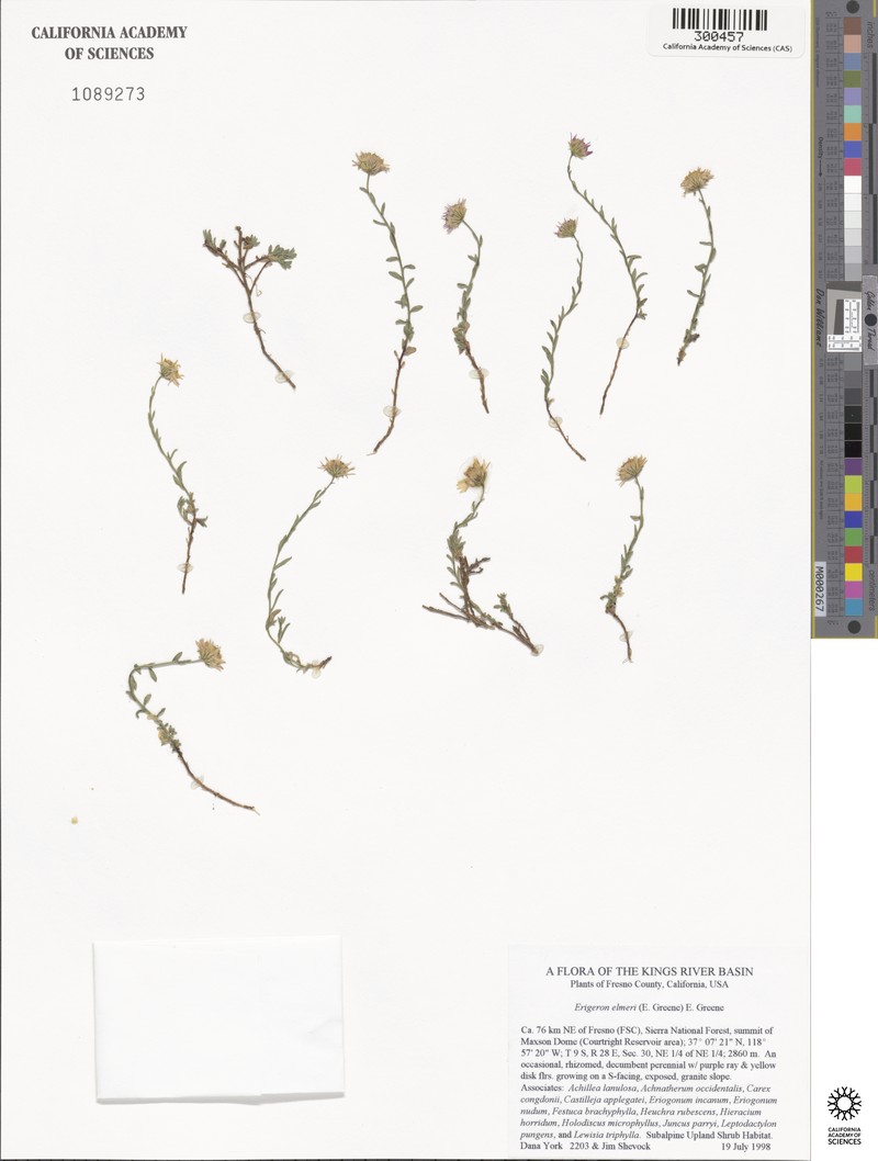 Elmer's Erigeron photo 2