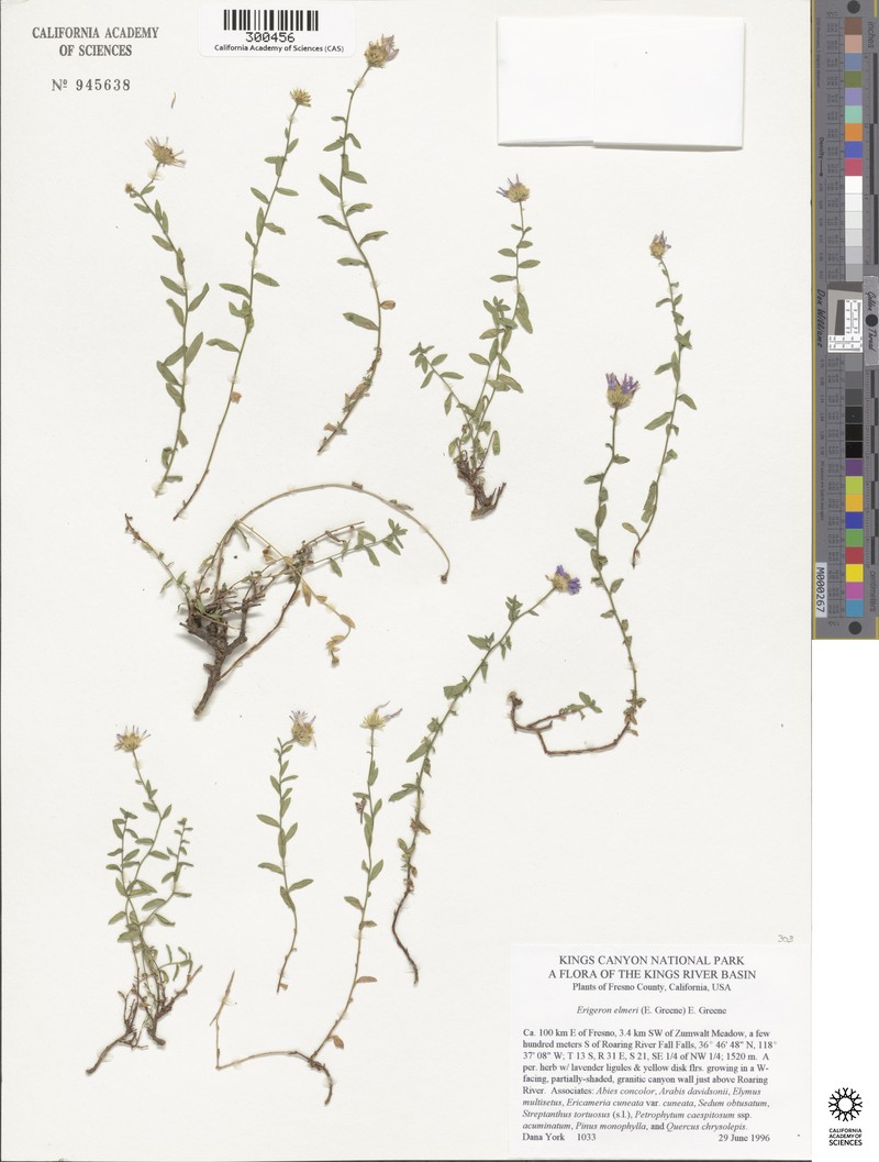 Elmer's Erigeron photo 3