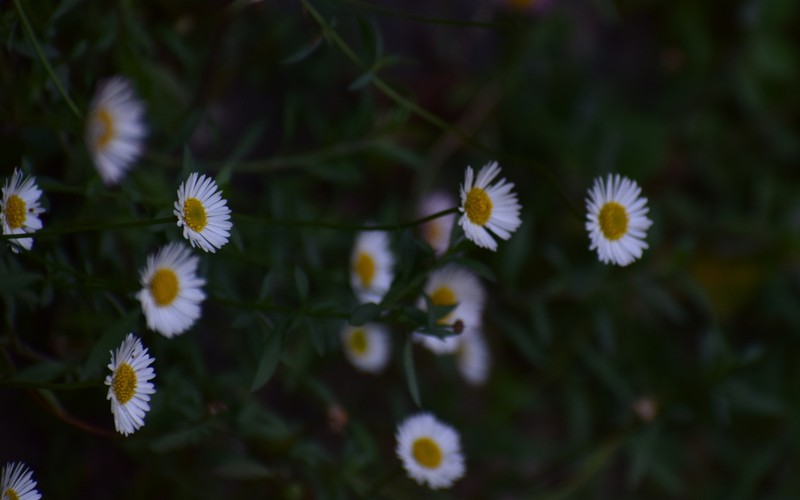 Erigeron emodi