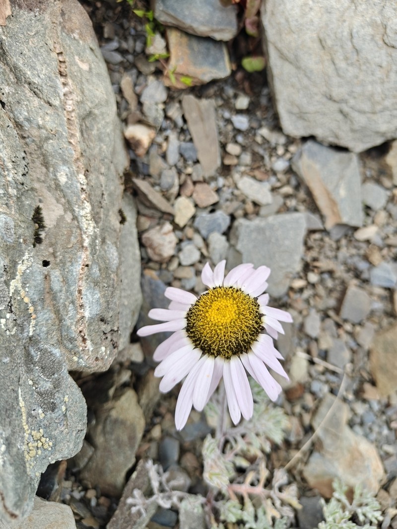Erigeron emodi photo 2