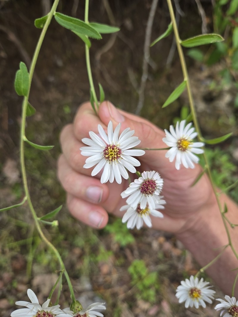 Erigeron emodi photo 3