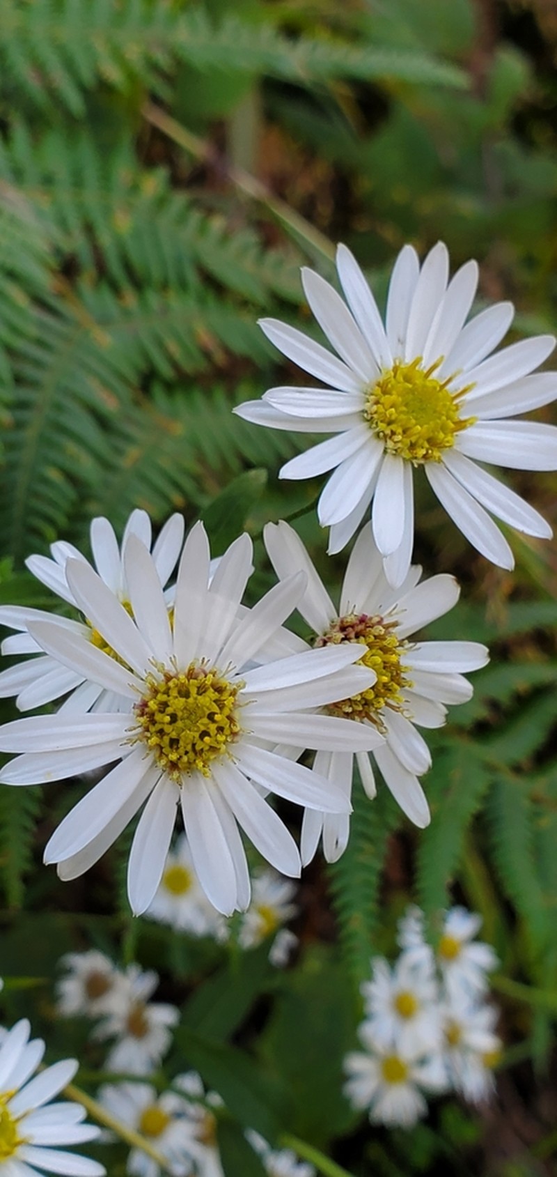 Erigeron emodi photo 4