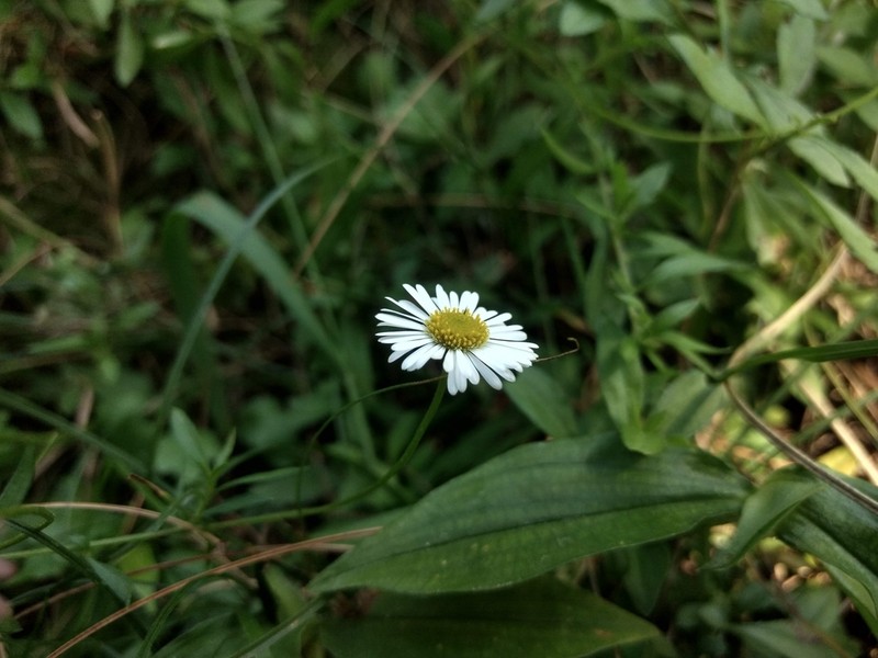 Erigeron emodi photo 5