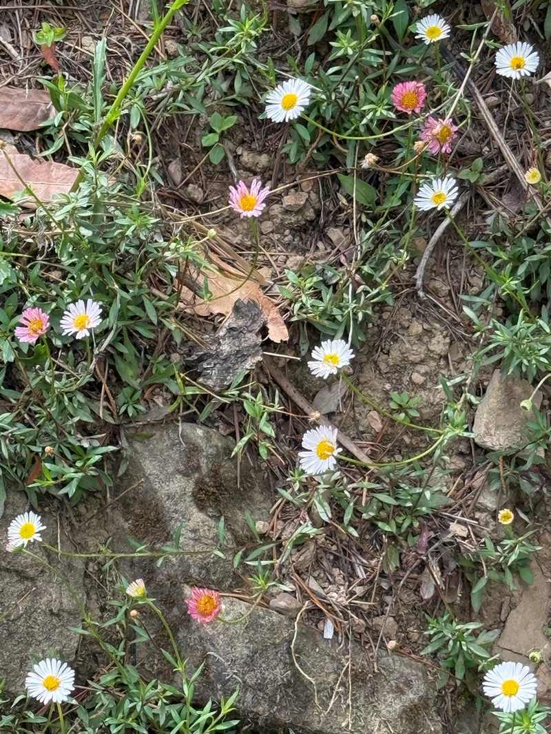 Erigeron emodi photo 6