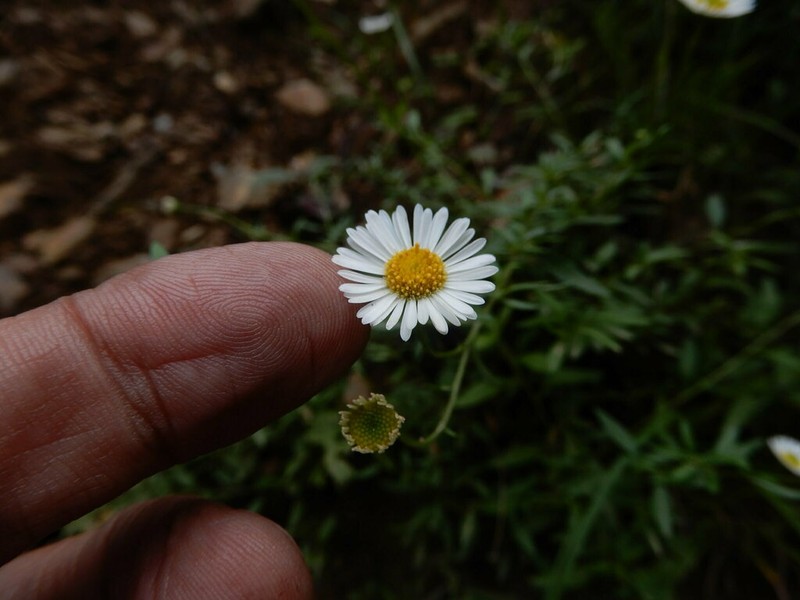 Erigeron emodi photo 7