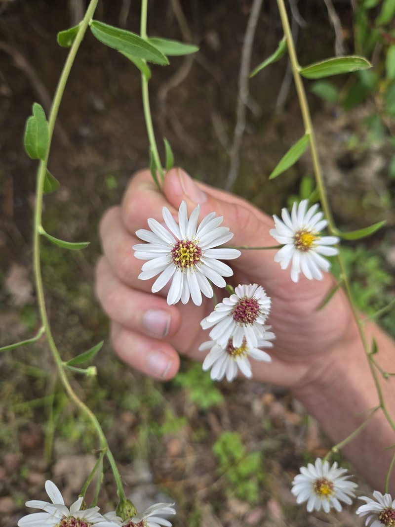 Erigeron emodi photo 8