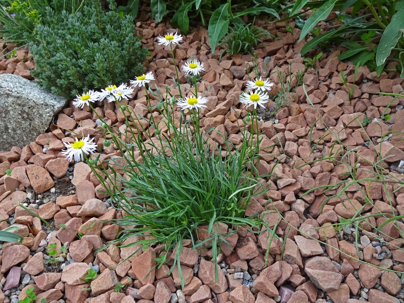 Engelmann's Fleabane