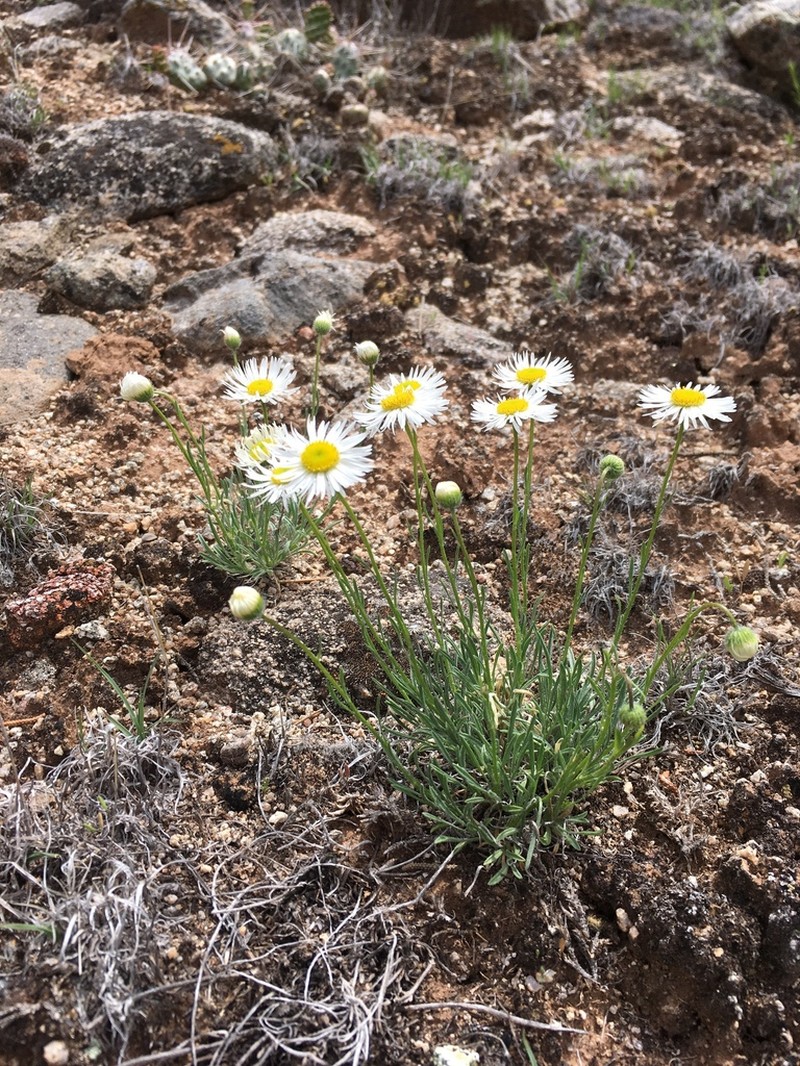 Engelmann's Fleabane