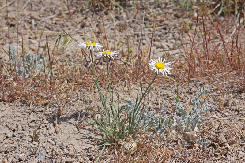 Engelmann's Fleabane photo 2