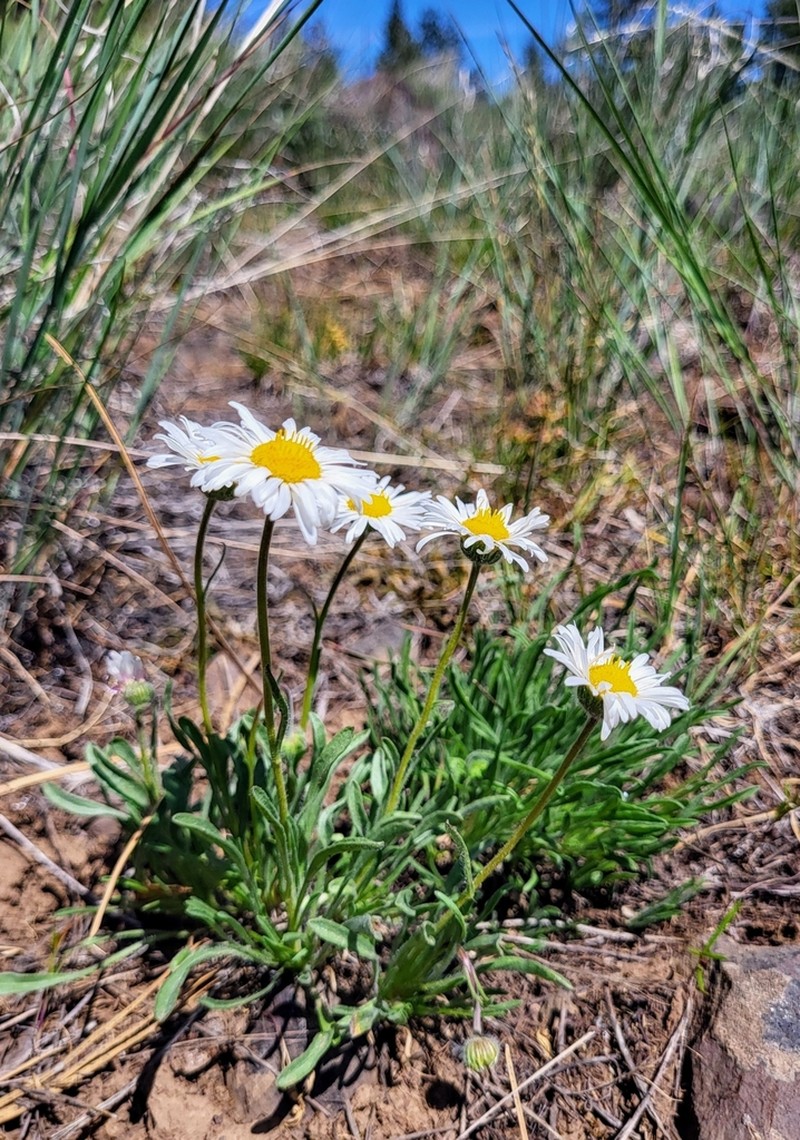 Engelmann's Fleabane photo 3