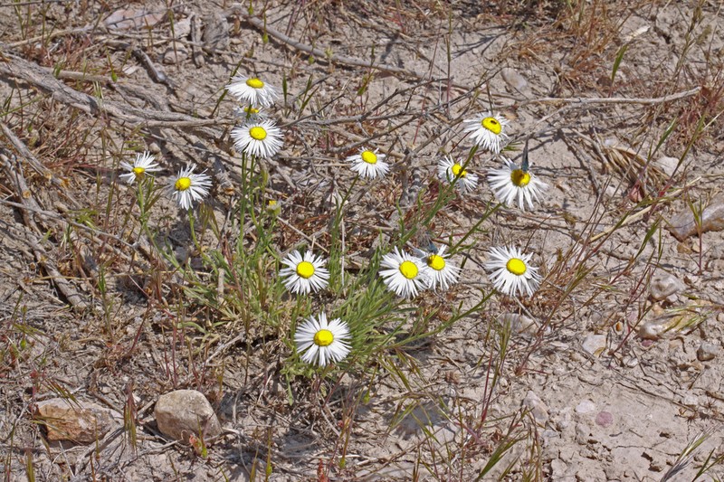 Engelmann's Fleabane photo 4