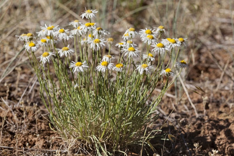 Engelmann's Fleabane photo 5