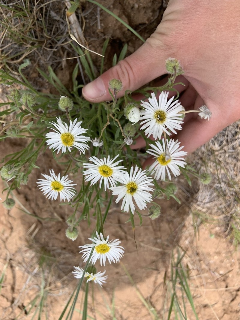 Engelmann's Fleabane photo 6