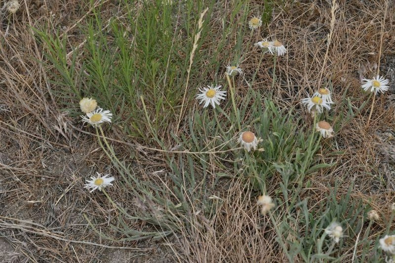 Engelmann's Fleabane photo 7