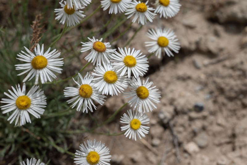 Engelmann's Fleabane photo 8